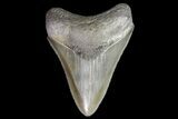 Serrated, Lower Megalodon Tooth - Georgia #76483-3